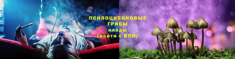 купить наркоту  Почеп  Псилоцибиновые грибы мухоморы 